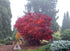 Japanese Maple &
