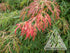 Japanese Maple &