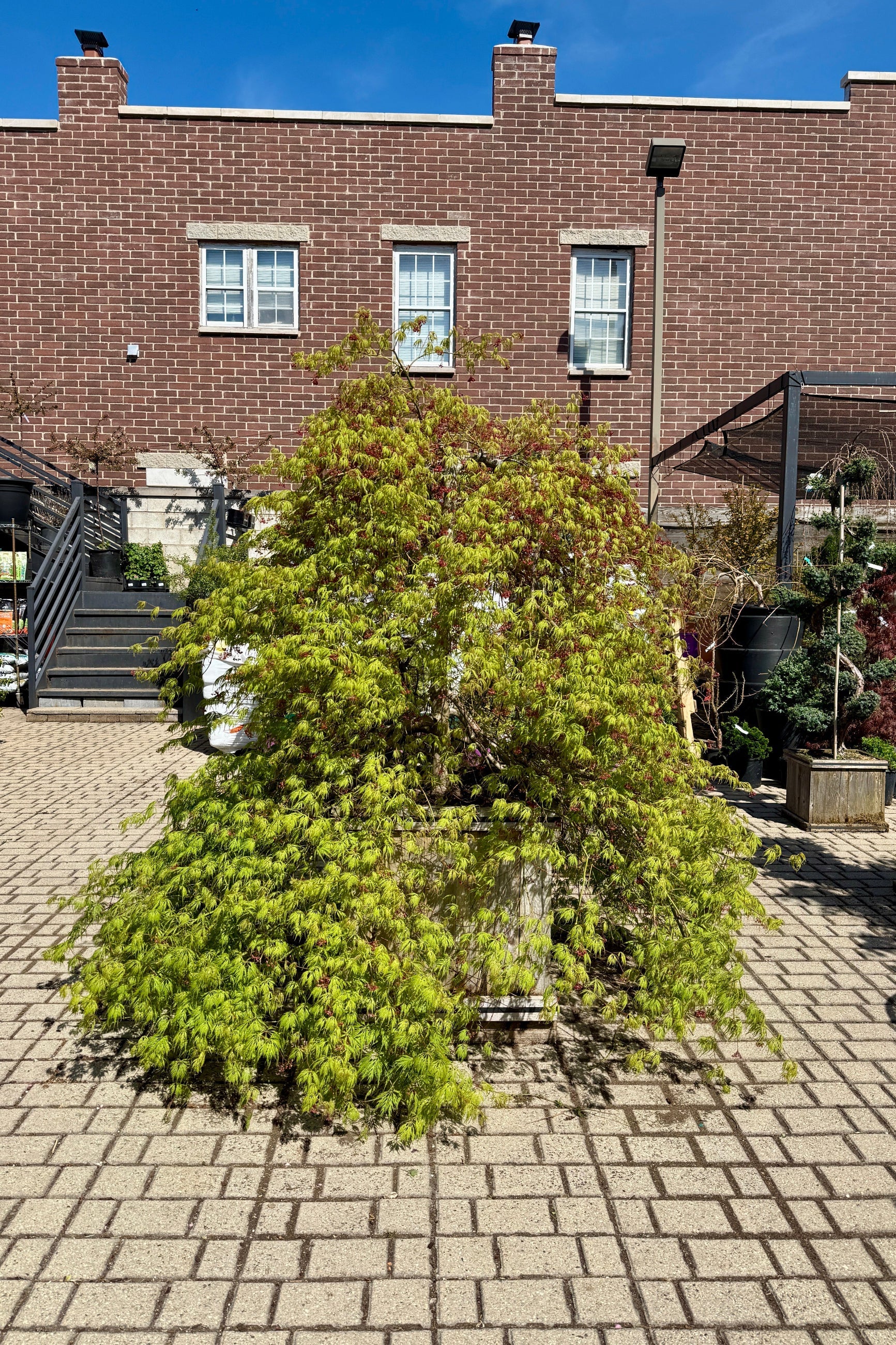 Japanese Maple &
