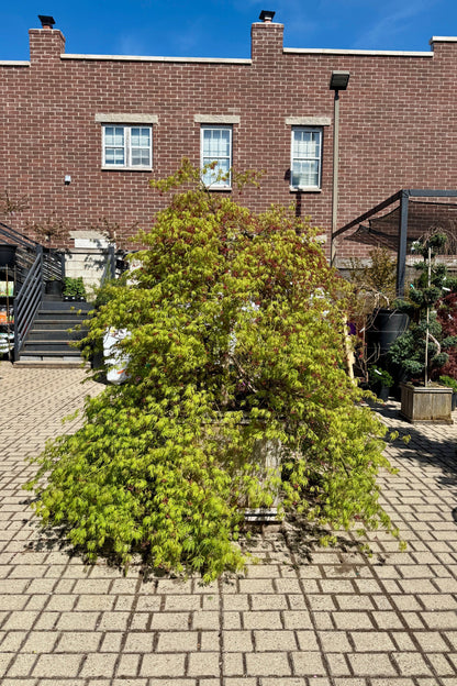 Japanese Maple &