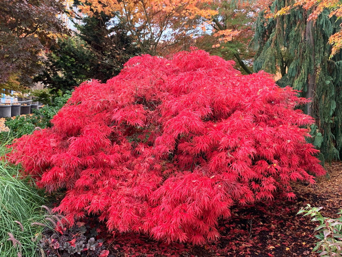 Japanese Maple &
