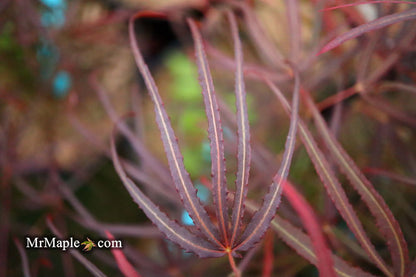 Japanese Maple &