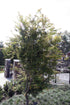 Japanese Maple &