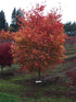 Japanese Maple &