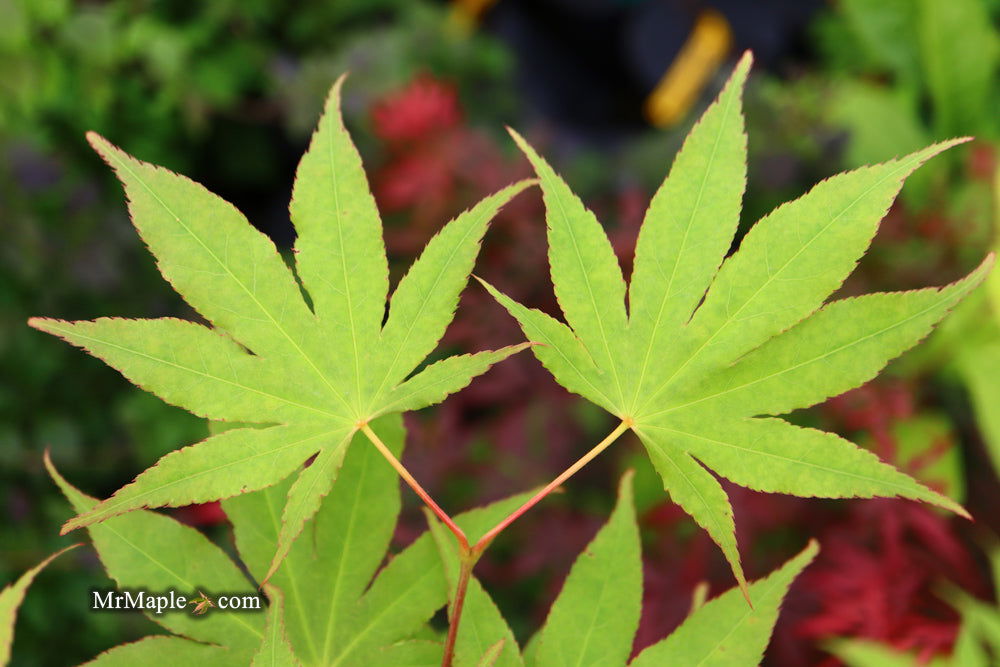 Japanese Maple &