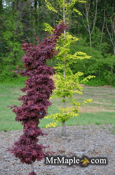 Japanese Maple &
