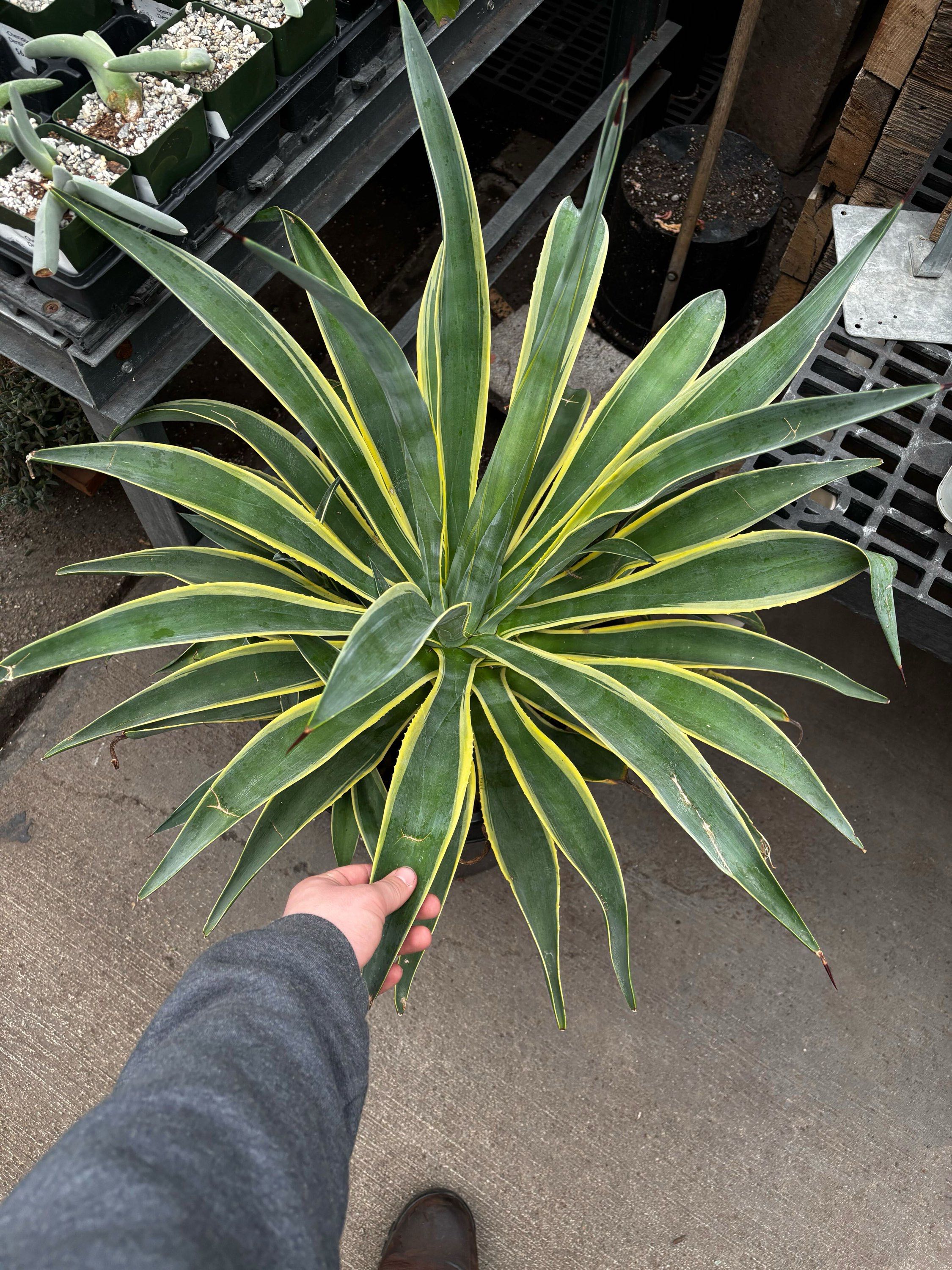 15gal Agave Desmettiana Varg.