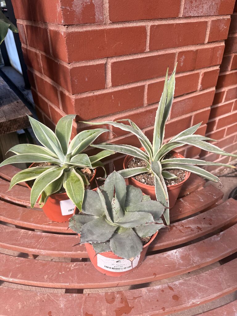 Assorted Agave