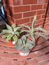 Assorted Agave