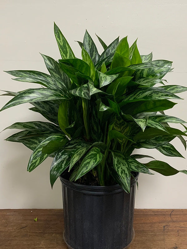 8" Aglaonema plant photo