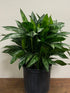 8" Aglaonema plant photo