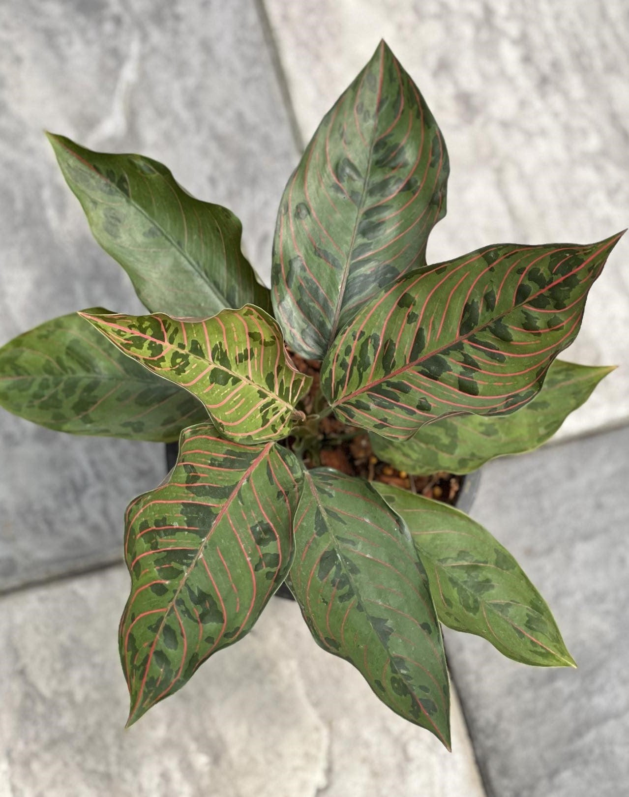 8" Aglaonema Army plant photo