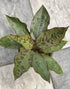 8" Aglaonema Army plant photo