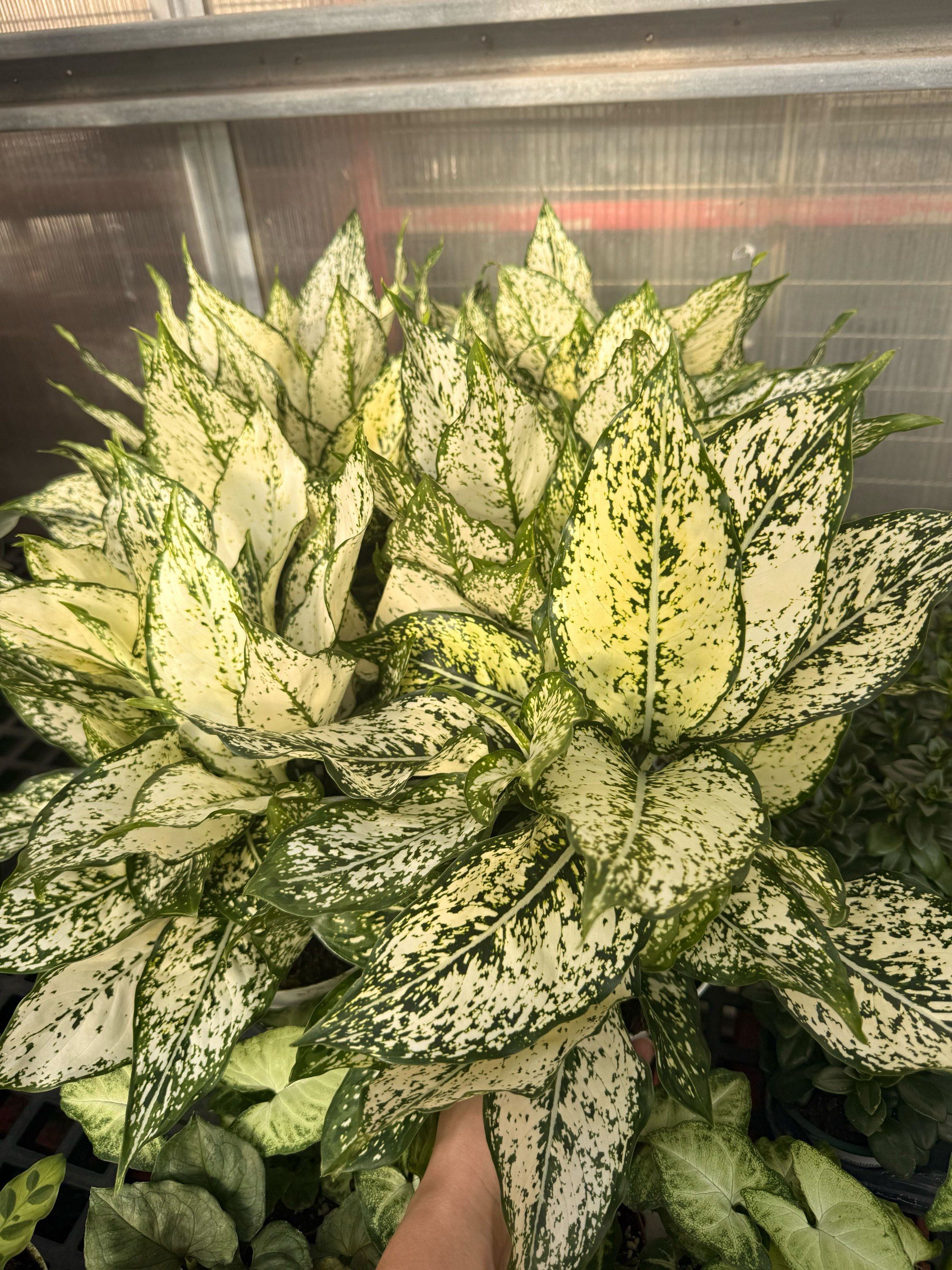 6" Aglaonema First Diamond