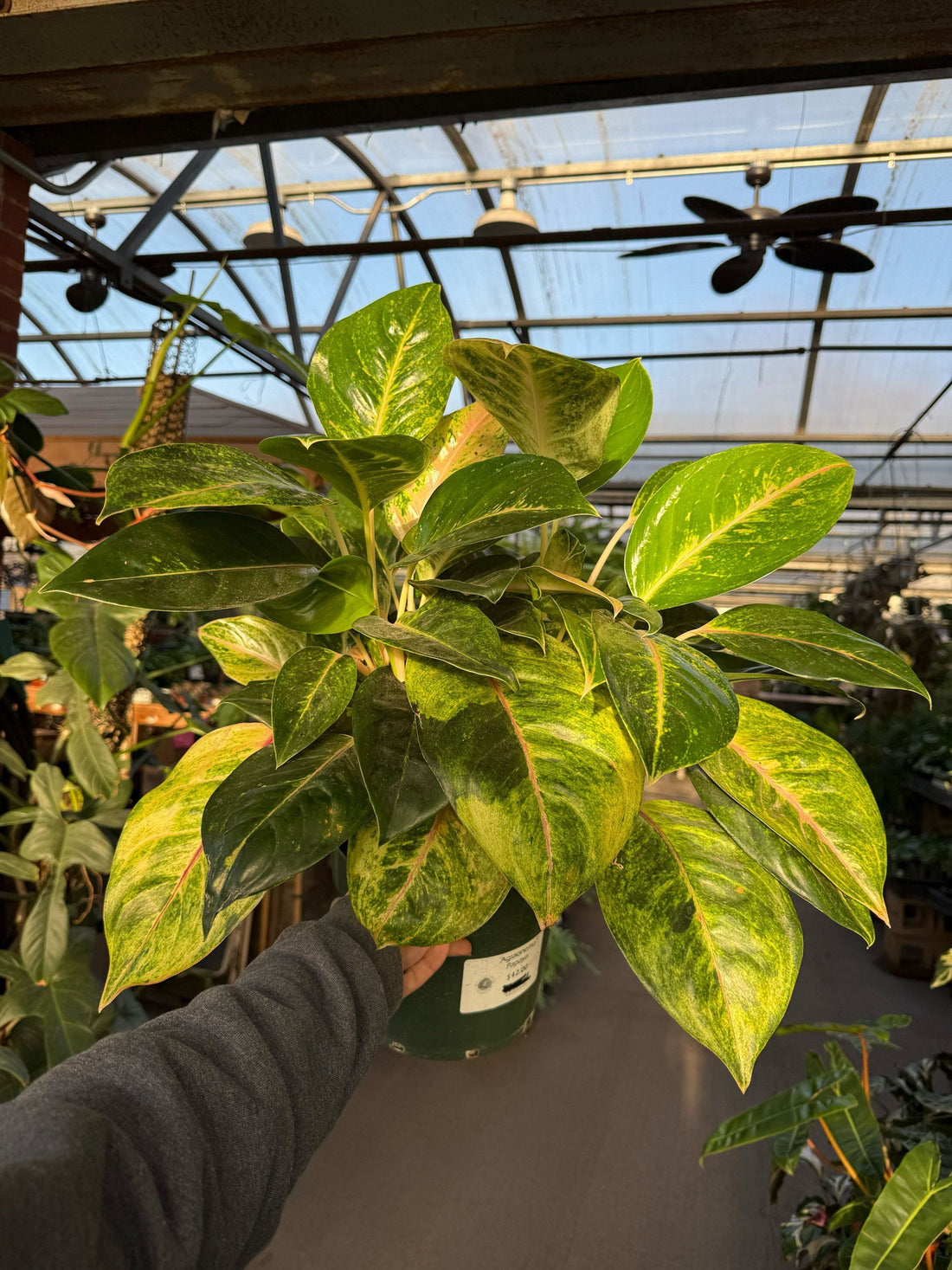 8" Aglaonema Papaya