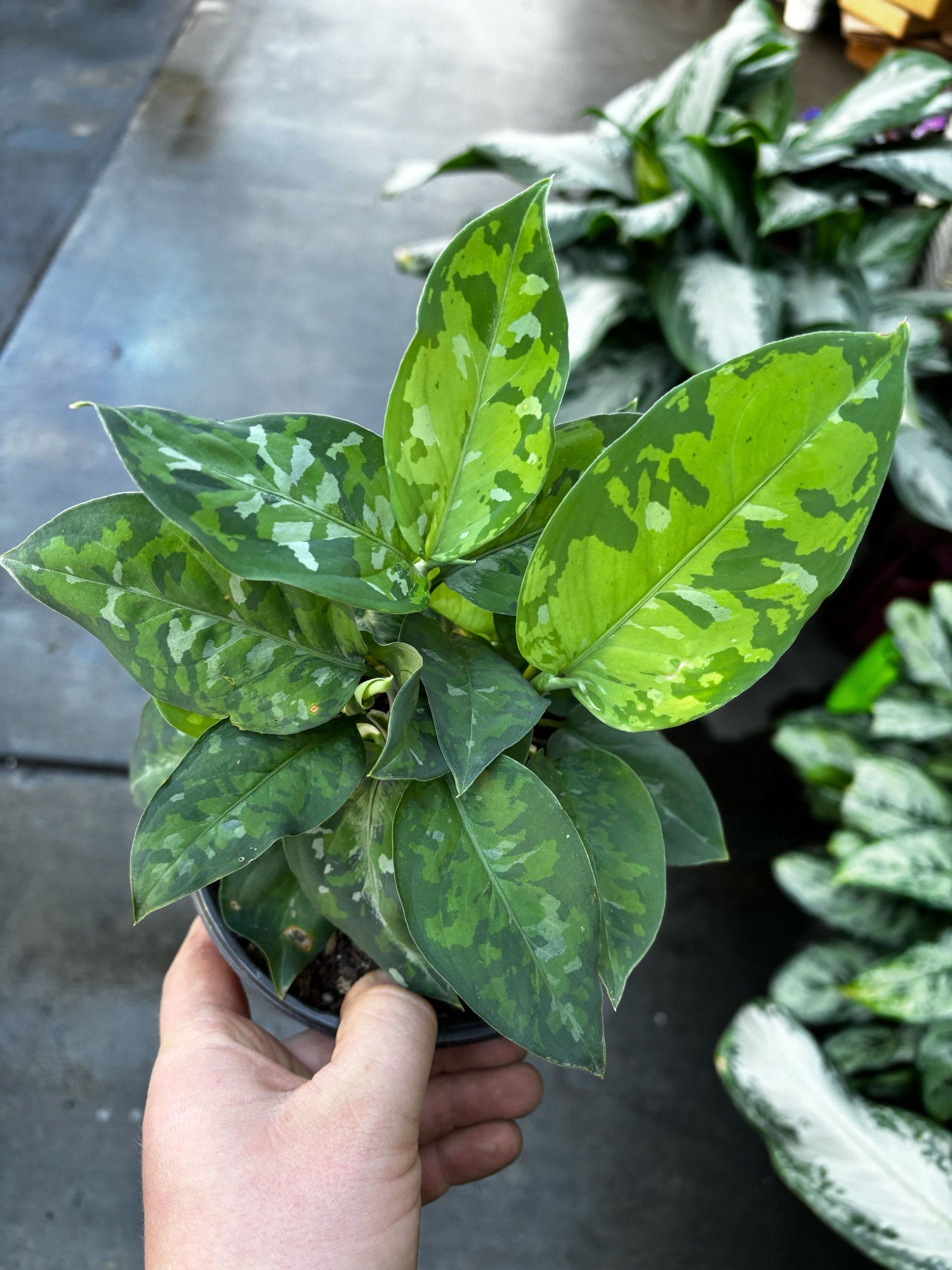6" Aglaonema Pictum Tricolor