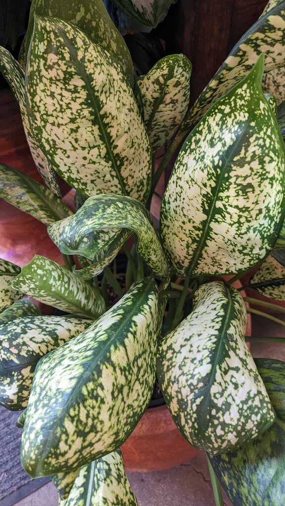 Aglaonema Lumina