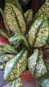 Aglaonema Lumina