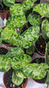 Aglaonema Pictum Tricolor