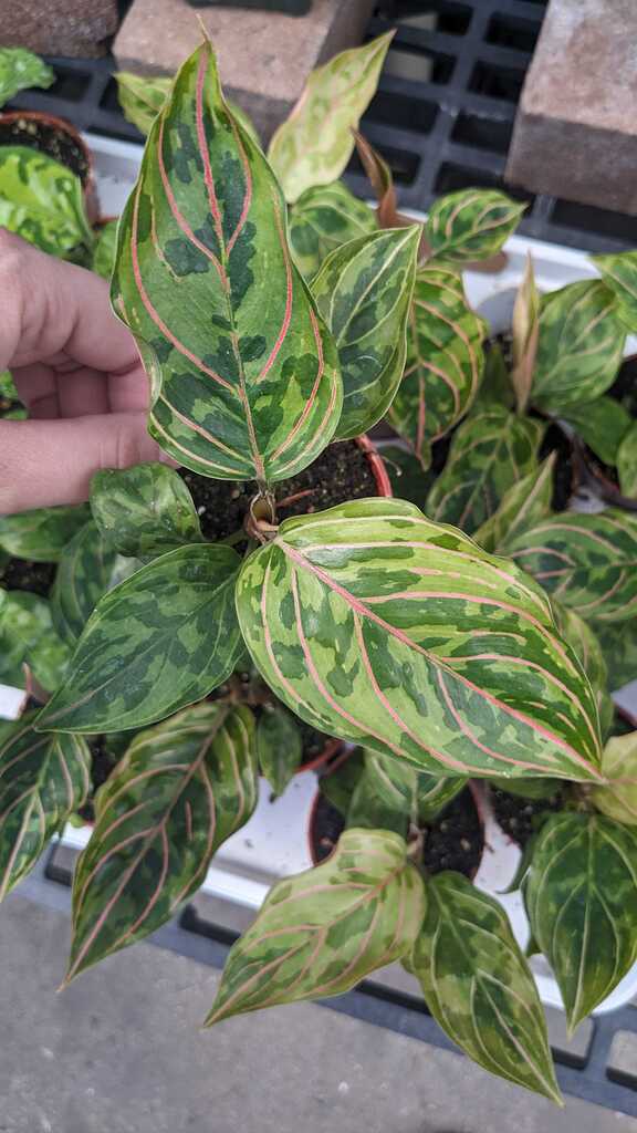 Aglaonema Red Army