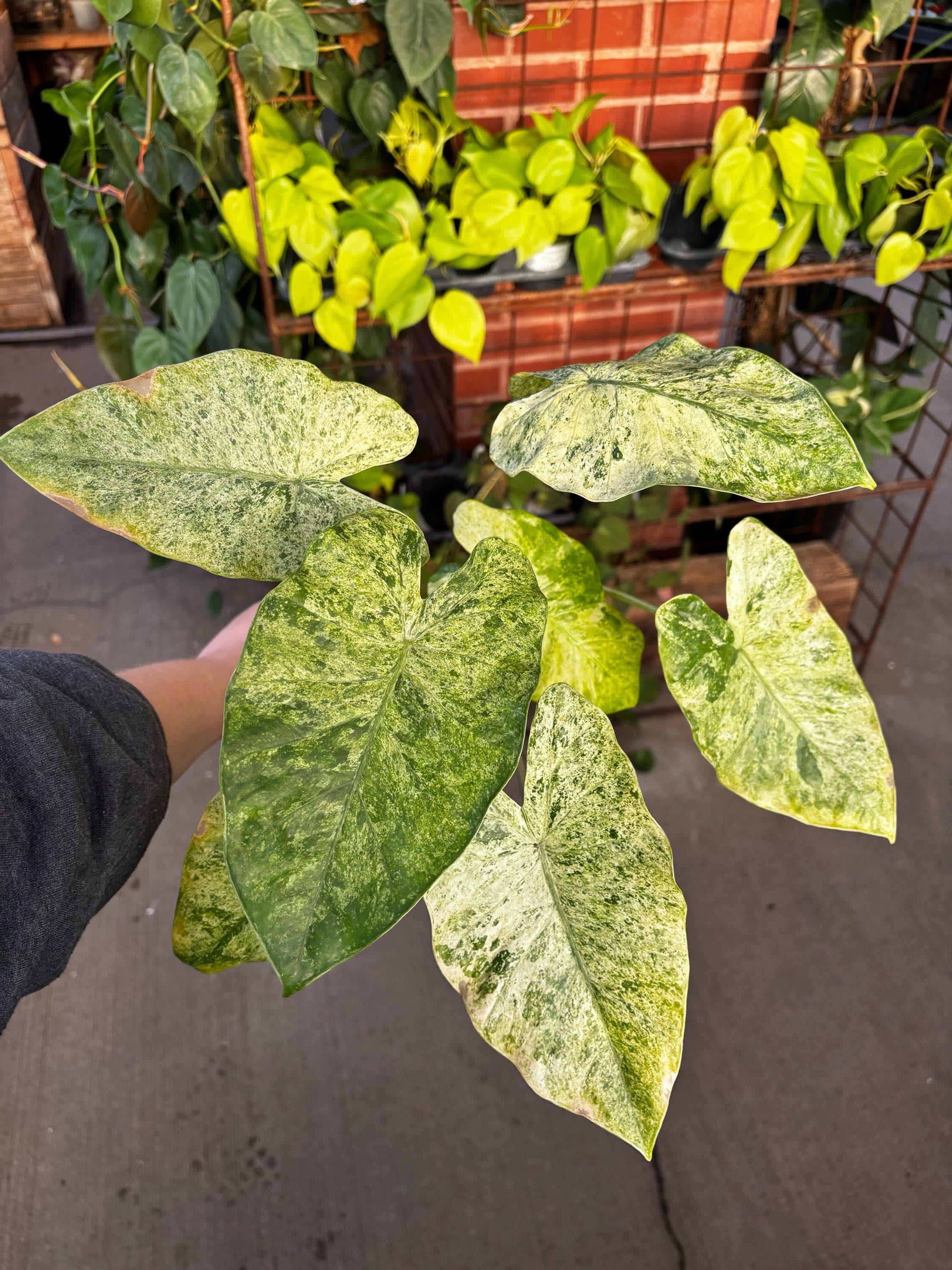 4" Alocasia Blizzard