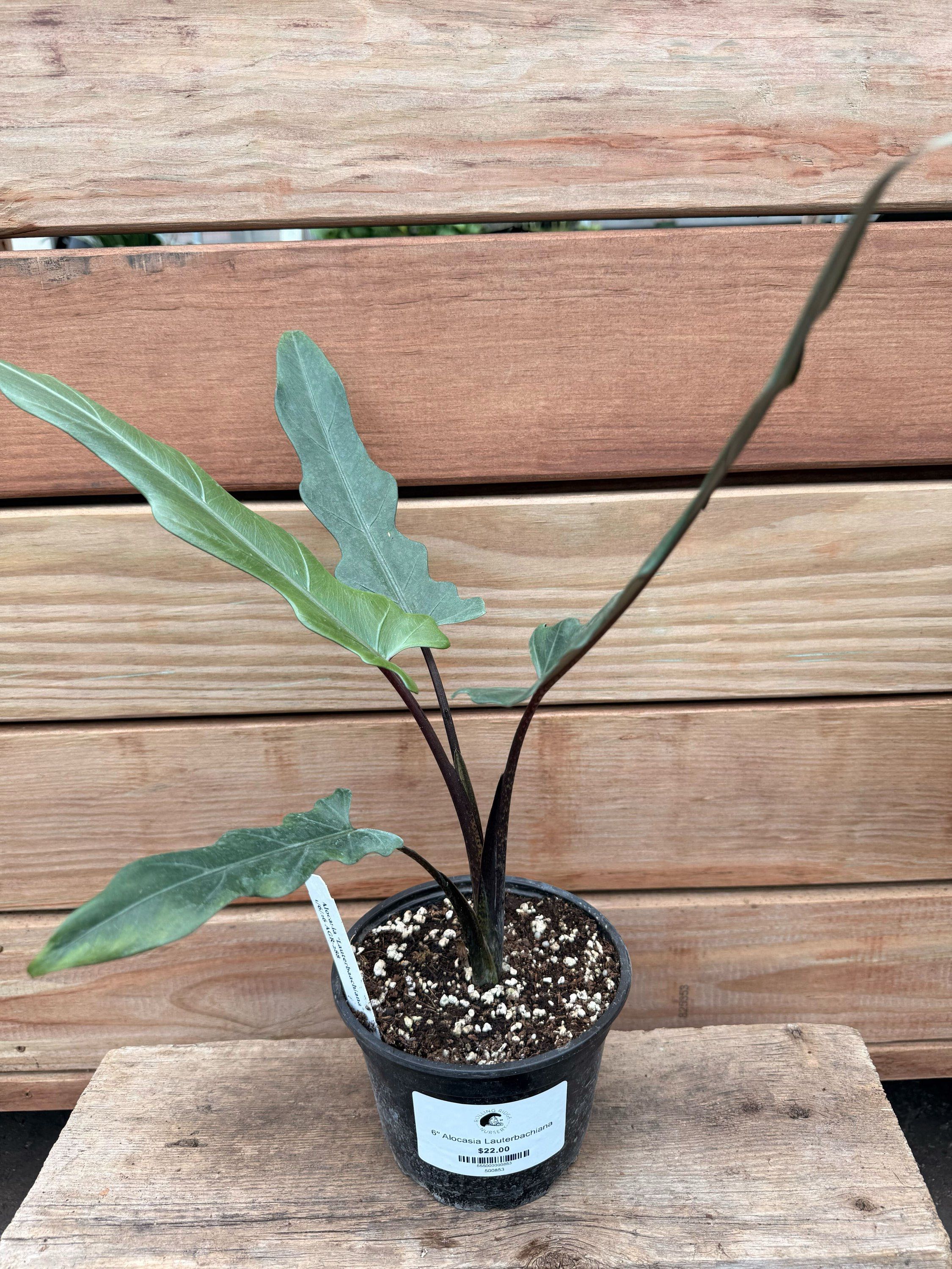 6" Alocasia Purple Sword