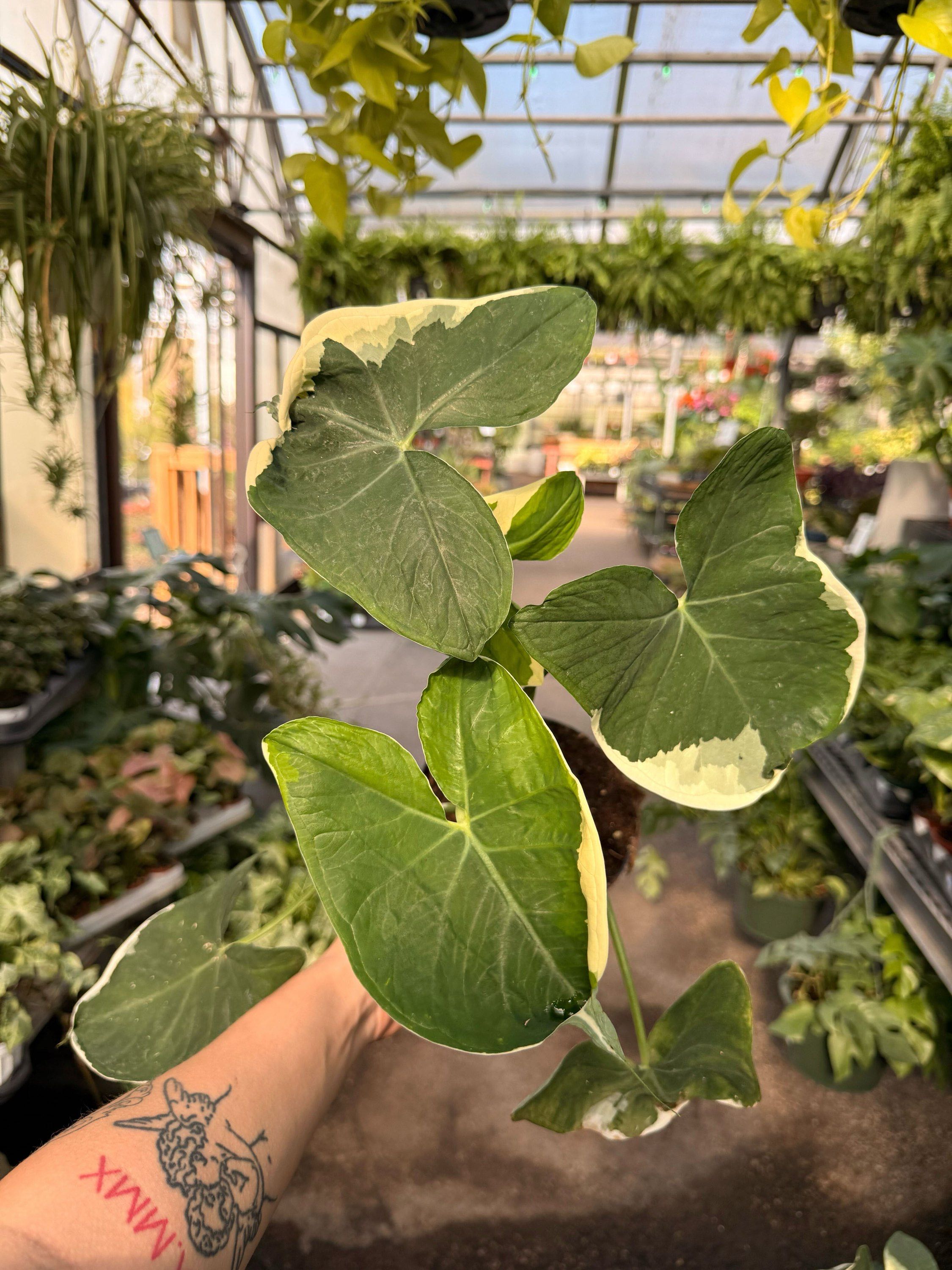 6" Alocasia Mickey Mouse