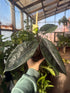 4" Alocasia Scalprum plant photo