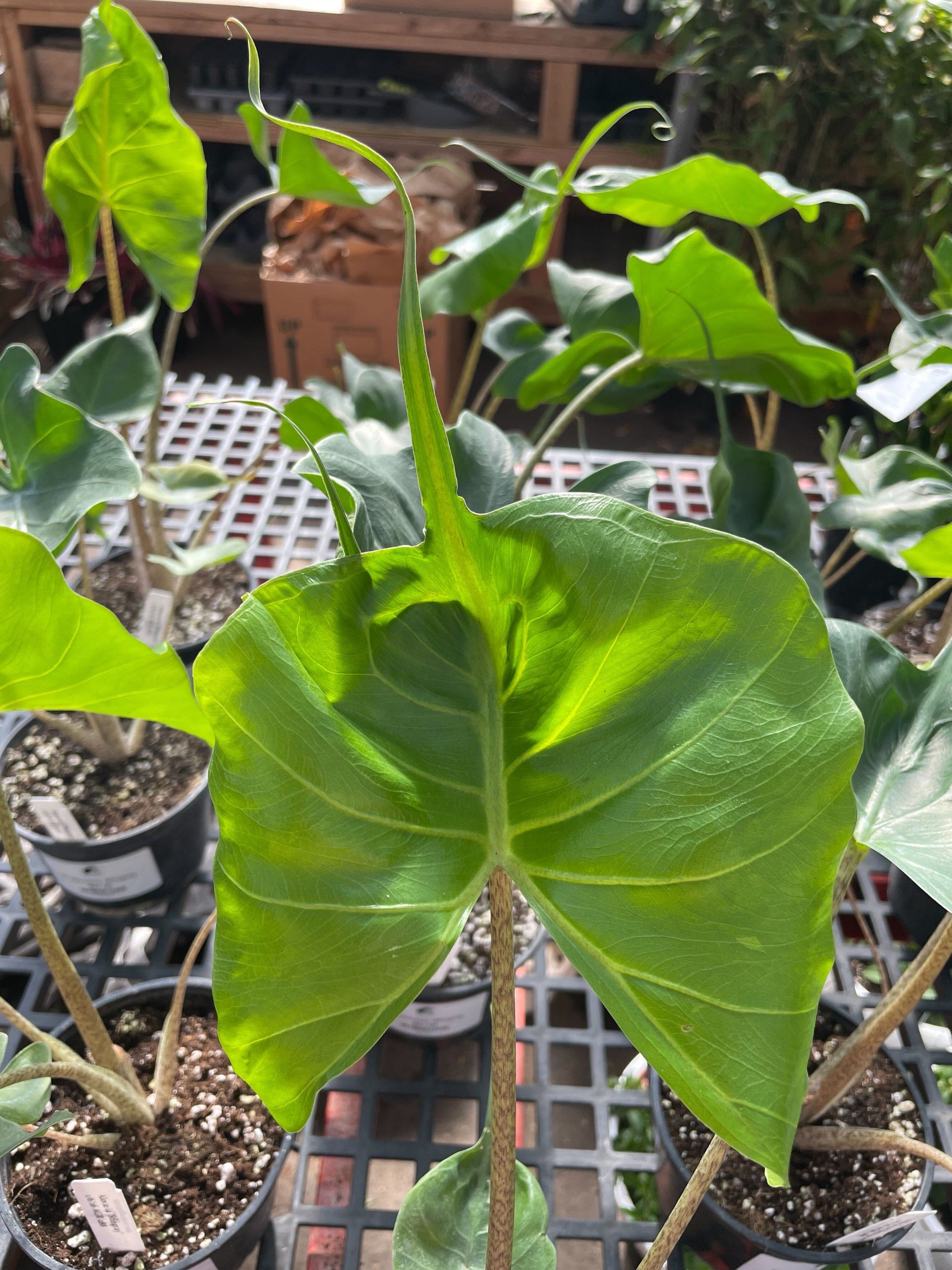 6" Alocasia Stingray