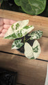 Alocasia Frydek