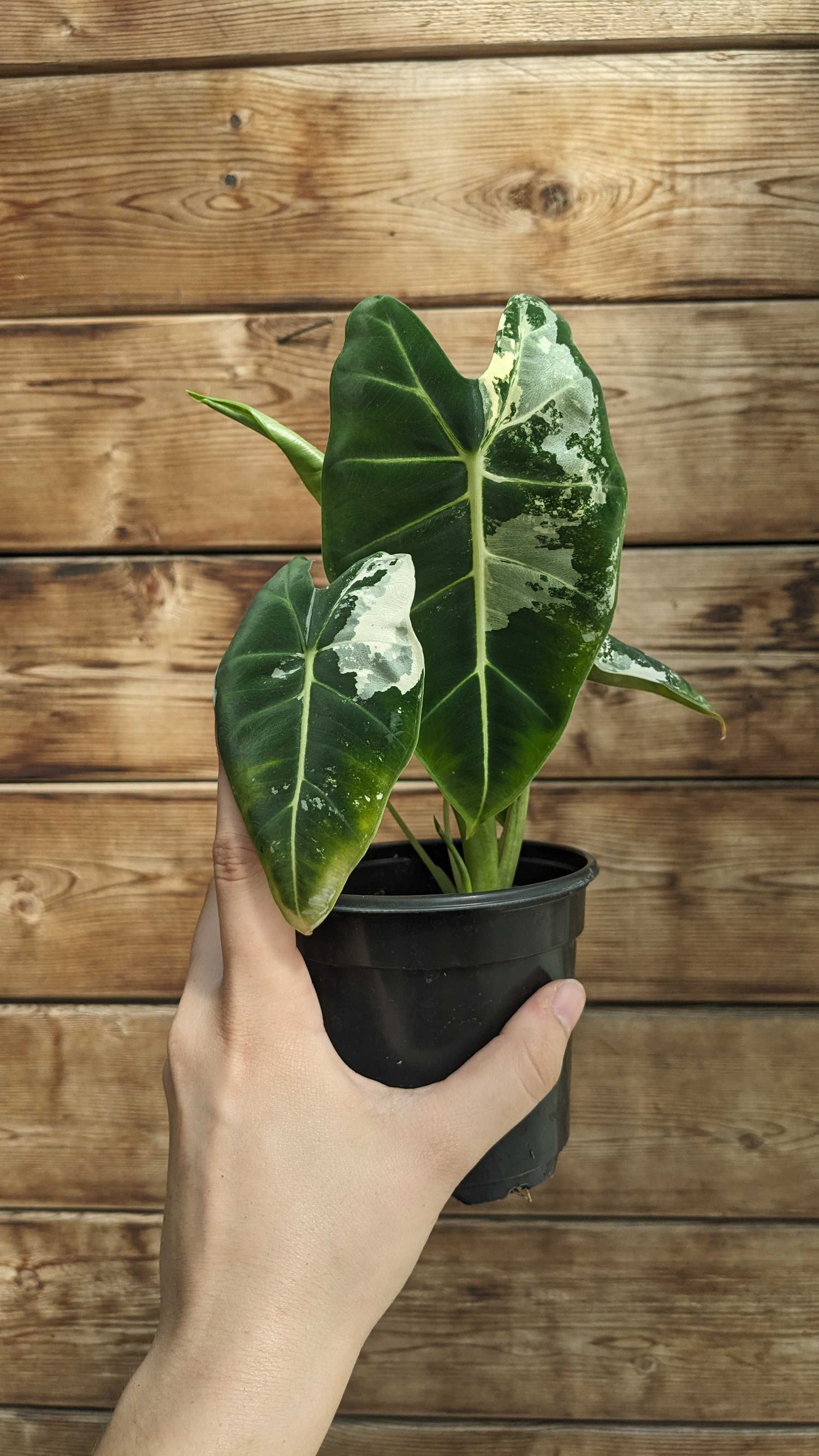 Alocasia Frydek