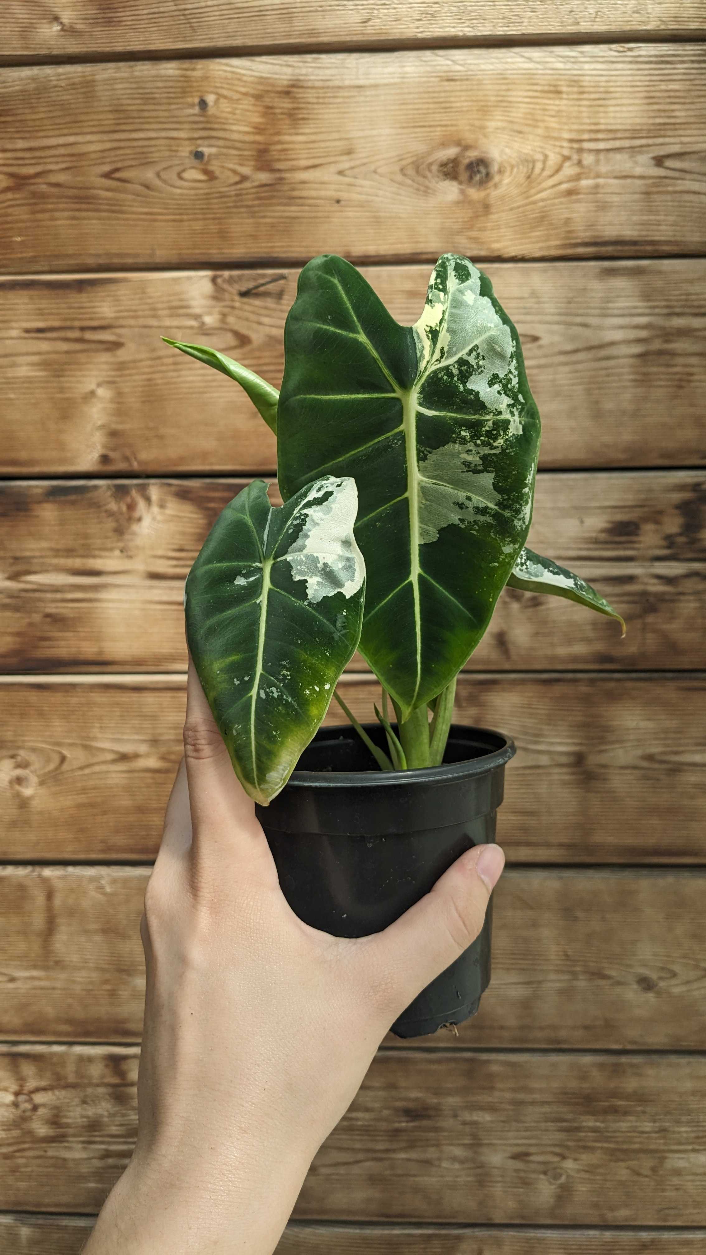 Alocasia Frydek