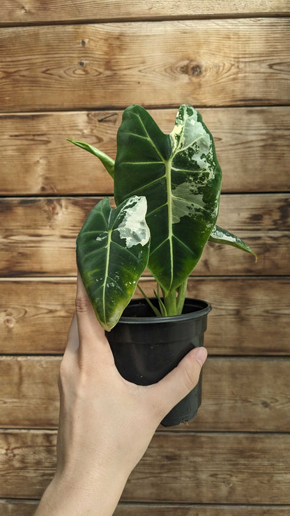 Alocasia Frydek