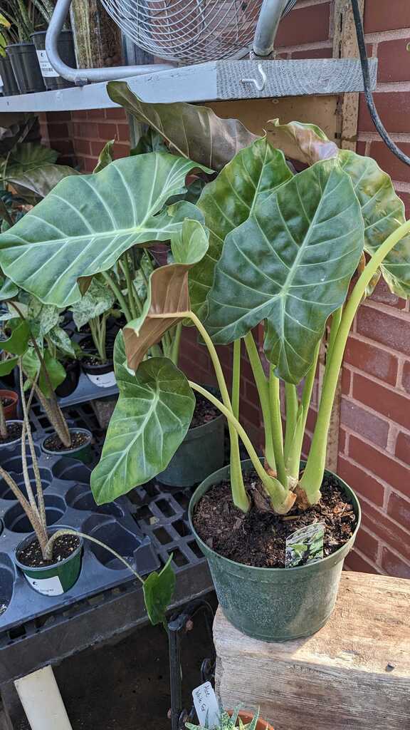 Alocasia Mayan Mask