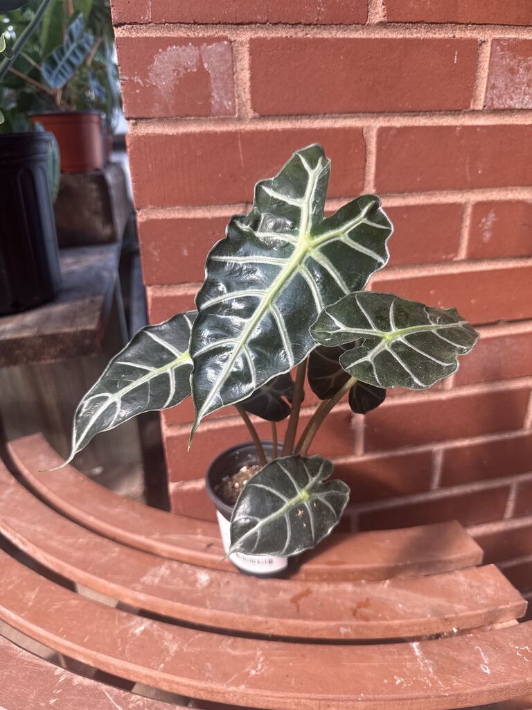 Alocasia Parasol