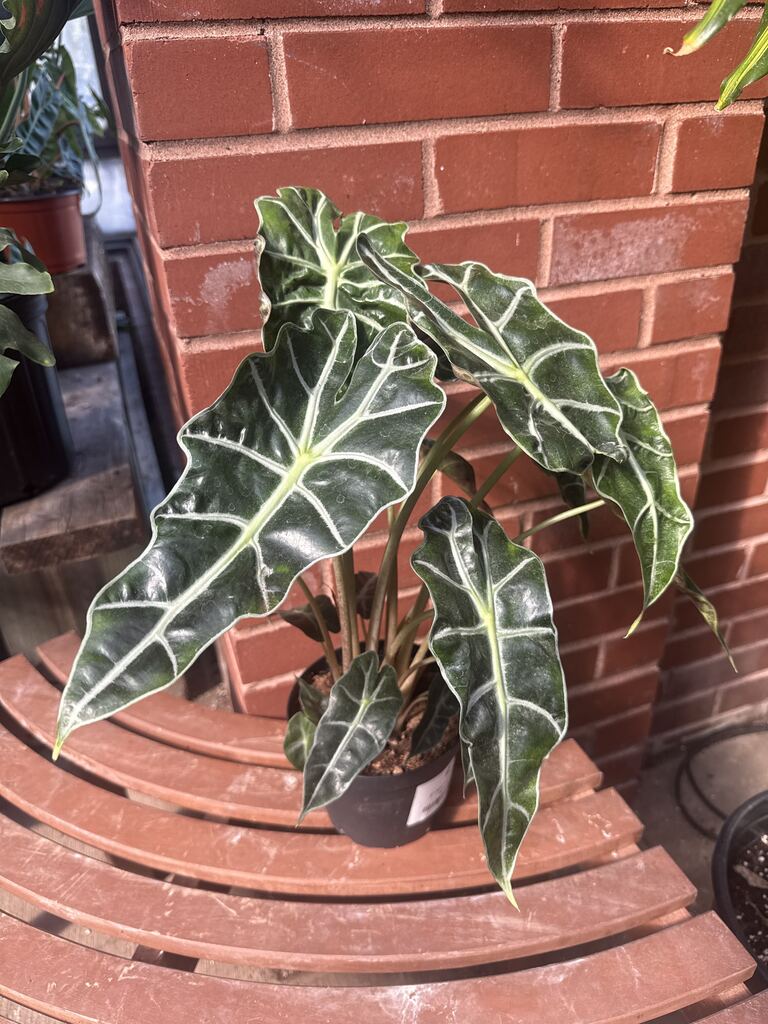 Alocasia Polly