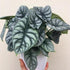 4" Alocasia Silver Dragon plant photo