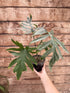 Alocasia brancifolia