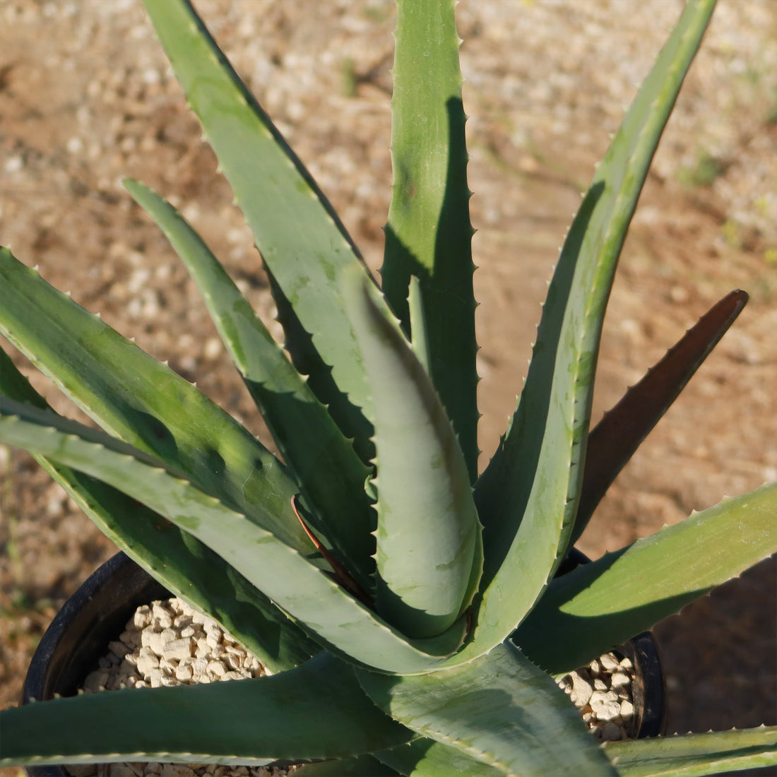 4" Aloe Vera plant photo
