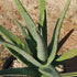 4" Aloe Vera plant photo