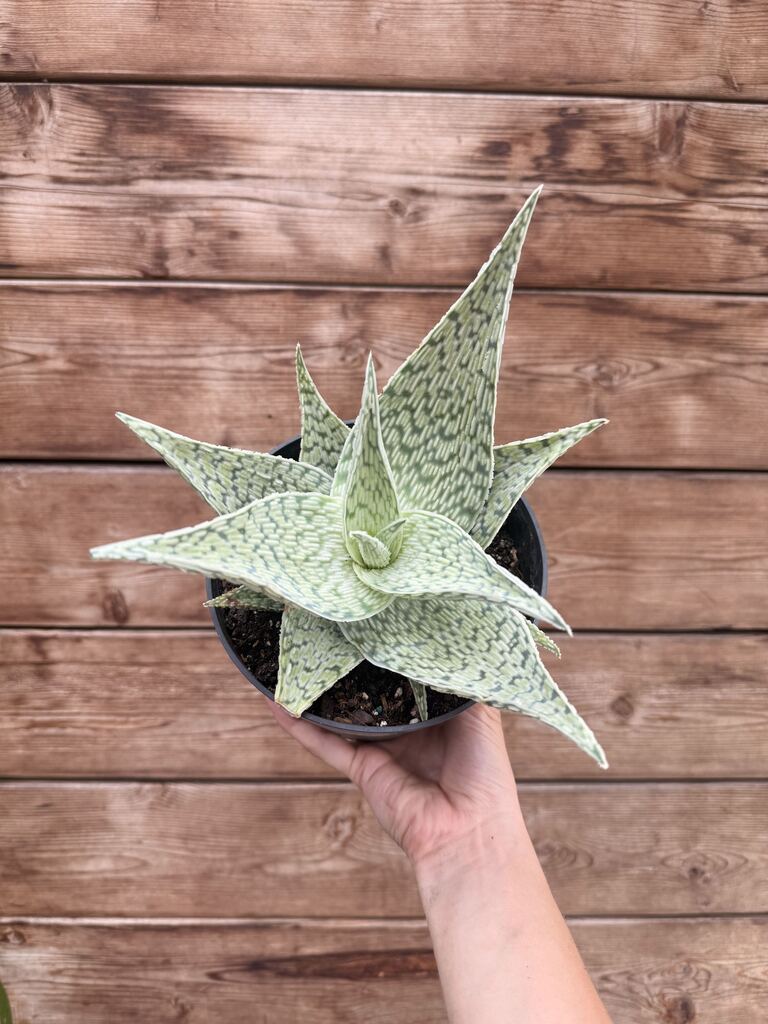 Aloe Delta Lights