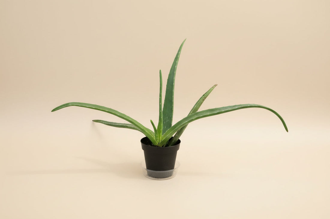 4" Aloe Vera plant photo