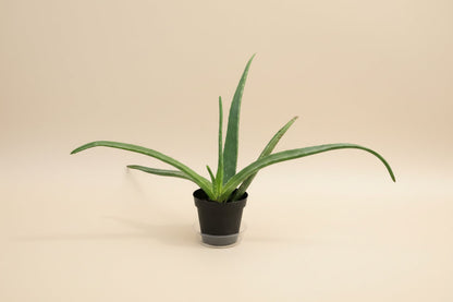 4" Aloe Vera plant photo