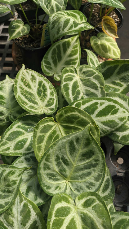 Anthurium Silver Blush