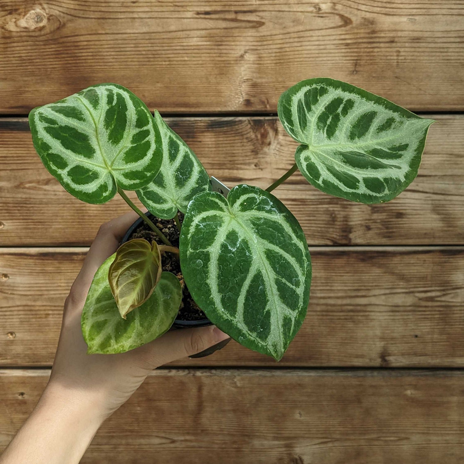 Anthurium Silver Blush
