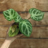Anthurium Silver Blush