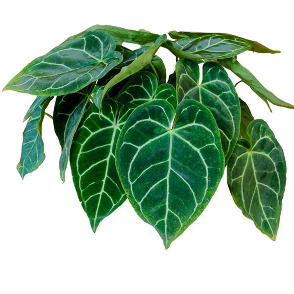 4" Anthurium Clarinervium plant photo