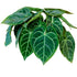 4" Anthurium Clarinervium plant photo