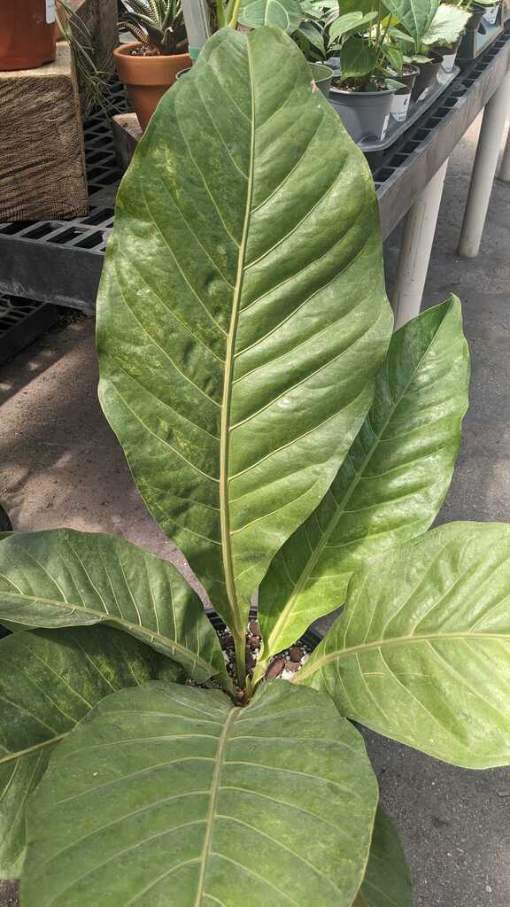 Anthurium Thai Ruby
