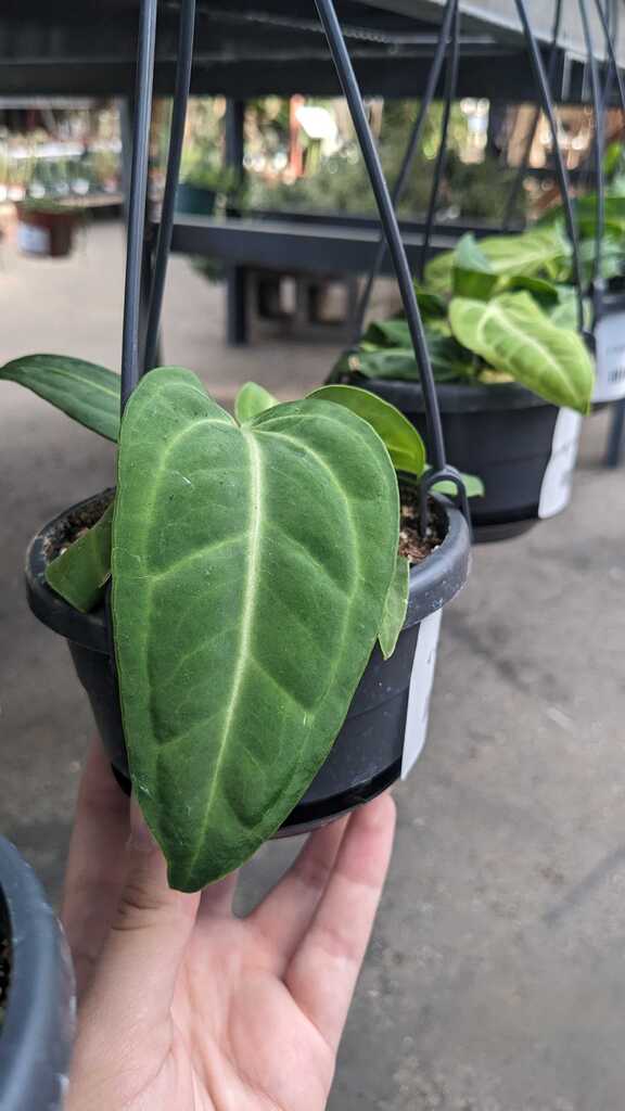 Anthurium Villenaorum